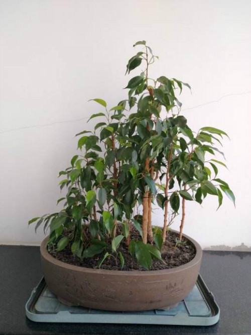 垂叶榕的叶子发黄掉落怎么办 教你快速解决垂叶榕掉叶问题