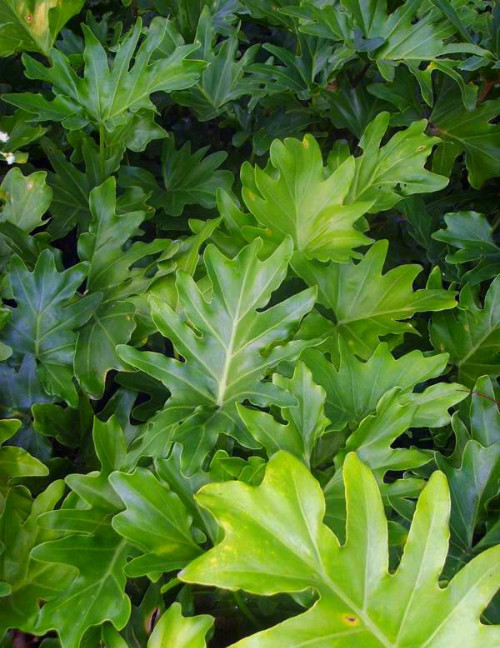 春雨叶子发黄怎么办 注意这几点快速解决春雨叶黄问题