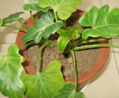 春雨叶子发黄怎么办 注意这几点快速解决春雨叶黄问题