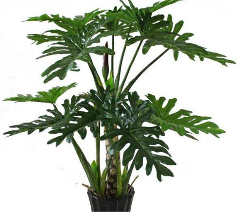 春雨叶子发黄怎么办 注意这几点快速解决春雨叶黄问题