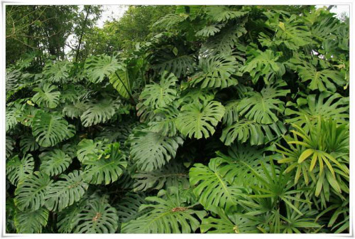 春雨叶子发黄怎么办 注意这几点快速解决春雨叶黄问题