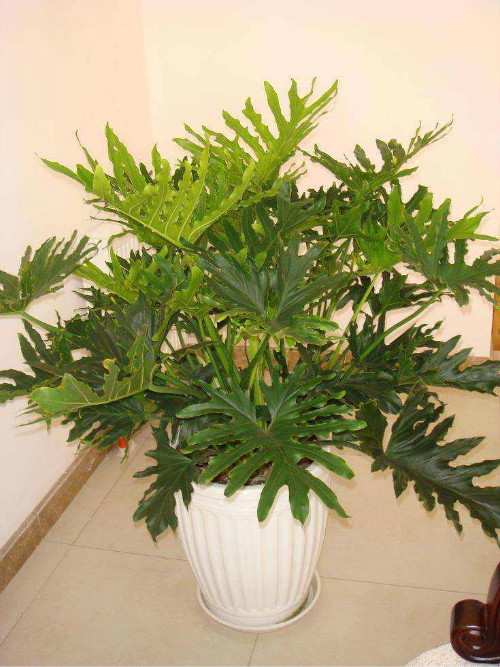 春雨叶子发黄怎么办 注意这几点快速解决春雨叶黄问题