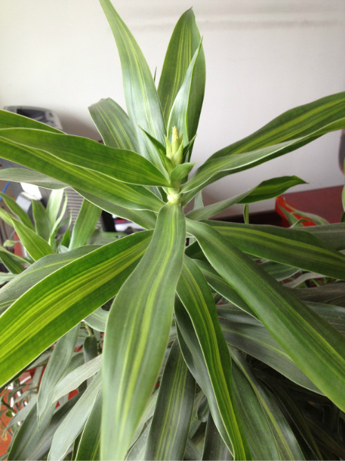 百合竹叶子发黄怎么办 百合竹叶黄原因及解决方法有这些