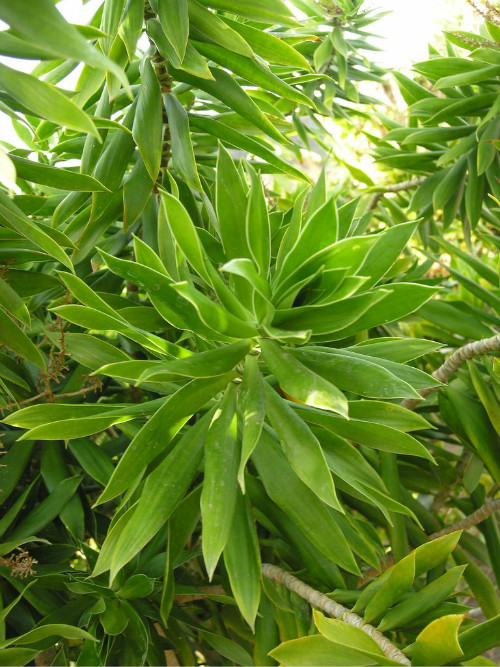 百合竹叶子发黄怎么办 百合竹叶黄原因及解决方法有这些