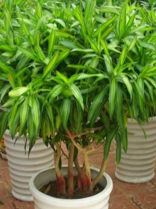 百合竹叶子发黄怎么办 百合竹叶黄原因及解决方法有这些