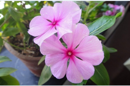 �ļ�÷�о綾���ܷŵ������� �����ļ�÷��ע�����¼���