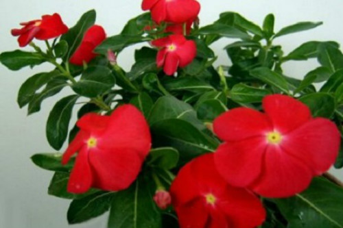 �ļ�÷�о綾���ܷŵ������� �����ļ�÷��ע�����¼���