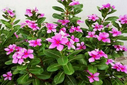 �ļ�÷�о綾���ܷŵ������� �����ļ�÷��ע�����¼���