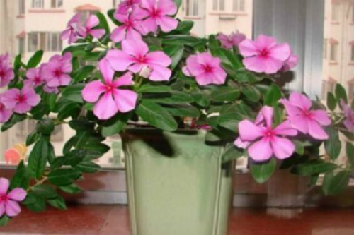 �ļ�÷�о綾���ܷŵ������� �����ļ�÷��ע�����¼���