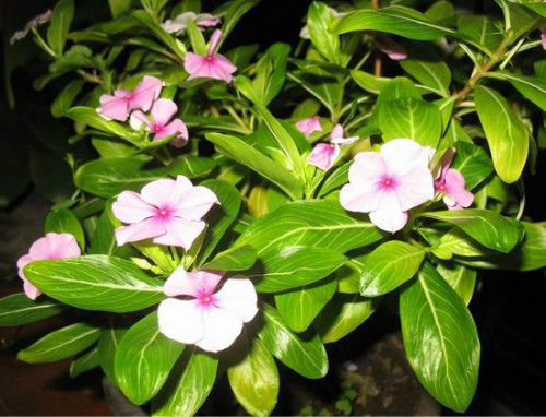 �ļ�÷�о綾���ܷŵ������� �����ļ�÷��ע�����¼���