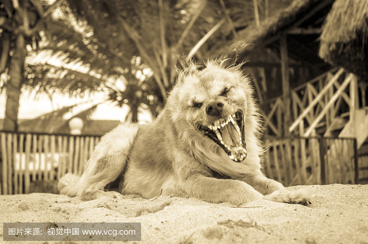 狂犬病早期有哪些症状?这些症状不可忽视
