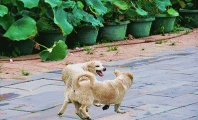 狗狗叫声有什么含义,主人都清楚吗?