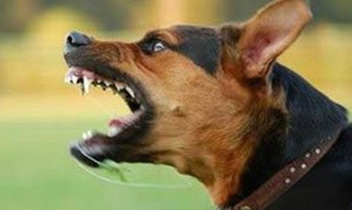 狗狗叫声有什么含义,主人都清楚吗?