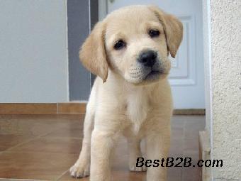 狗狗叫声有什么含义,主人都清楚吗?