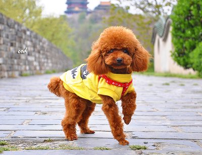 狗狗叫声有什么含义,主人都清楚吗?