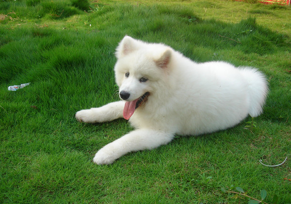 狗狗拆家能力排行 拆迁办二哈居然不是稳居第一?