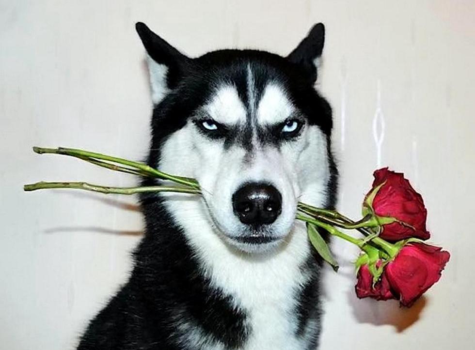 狗狗拆家能力排行 拆迁办二哈居然不是稳居第一?