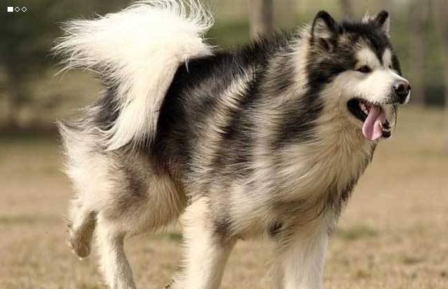 狗狗拆家能力排行 拆迁办二哈居然不是稳居第一?