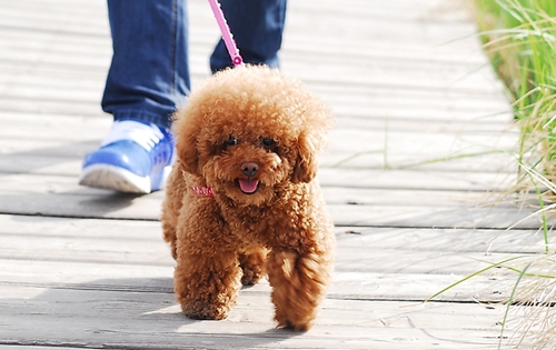 狗狗拆家能力排行 拆迁办二哈居然不是稳居第一?