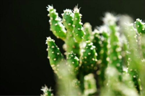 姬珊瑚有毒吗能在室内养吗 家养姬珊瑚有什么好处呢