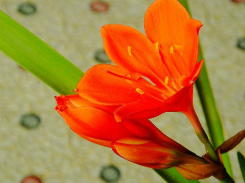 �ϸ�������Ҫ��Ҷ�� �ϸ�����ȫ������������������