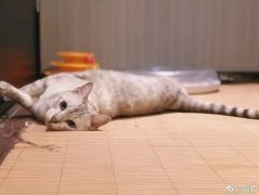 胡歌家猫是什么品种?怪不得没时间谈恋爱,原来是猫奴