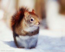 宿舍里面可以养什么宠物?那些养猫养狗的都弱爆了!