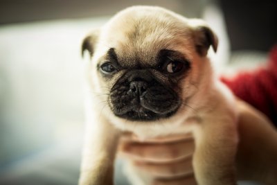 巴哥犬一天吃几顿?巴哥犬该怎么养?