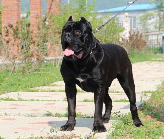 罗威纳的致命缺点,看完你还想养吗?