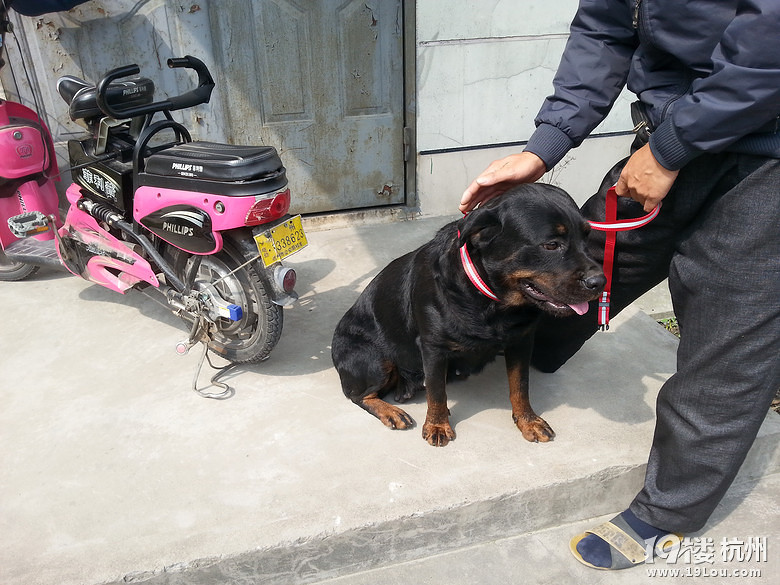 罗威纳的致命缺点,看完你还想养吗?