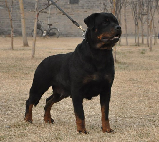 罗威纳的致命缺点,看完你还想养吗?