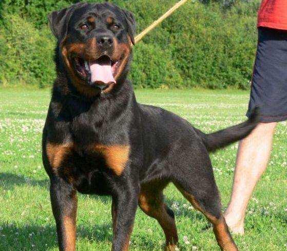 罗威纳的致命缺点,看完你还想养吗?