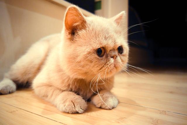 第一次怎么养加菲猫?养加菲猫要注意什么?