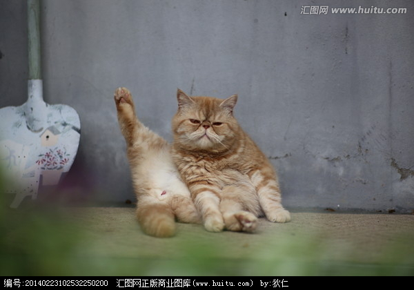 第一次怎么养加菲猫?养加菲猫要注意什么?