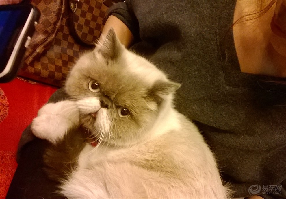 加菲猫为什么不能养?加菲猫:我做错了什么!