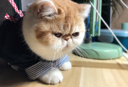 加菲猫为什么不能养?加菲猫:我做错了什么!