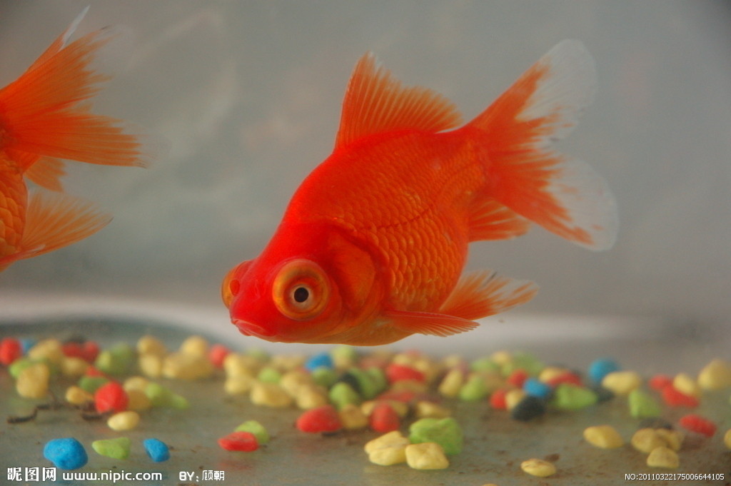 适合孩子养的宠物,这些宠物让孩子不再孤单