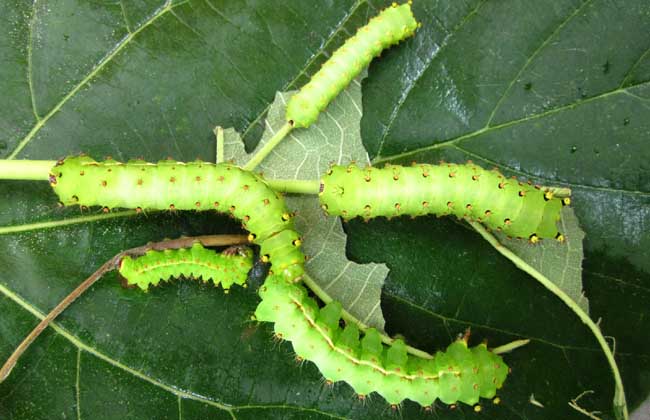 适合孩子养的宠物,这些宠物让孩子不再孤单