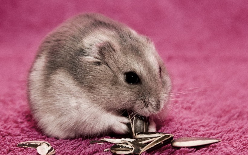 适合孩子养的宠物,这些宠物让孩子不再孤单