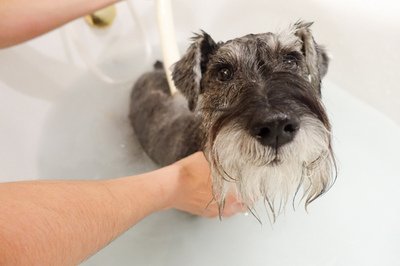 常见的宠物spa种类,你值得拥有