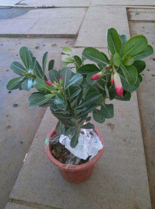 ɳĮõ���ж����ܷ������� ����ɳĮõ����ע����Щ����