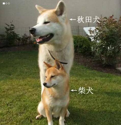 柴犬和秋田犬的区别,别再傻傻分不清了