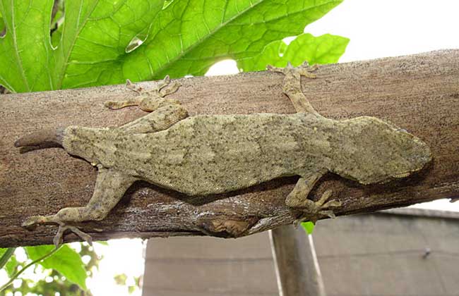 宠物壁虎怎么养?宠物壁虎吃什么食物?