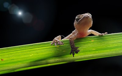 宠物壁虎怎么养?宠物壁虎吃什么食物?