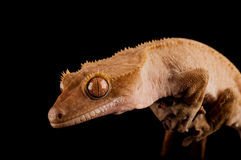 壁虎可以当宠物养吗?宠物壁虎种类大全,你最喜欢哪种?