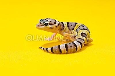 壁虎可以当宠物养吗?宠物壁虎种类大全,你最喜欢哪种?