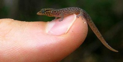 壁虎可以当宠物养吗?宠物壁虎种类大全,你最喜欢哪种?