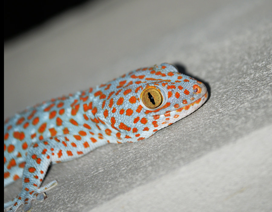 壁虎可以当宠物养吗?宠物壁虎种类大全,你最喜欢哪种?