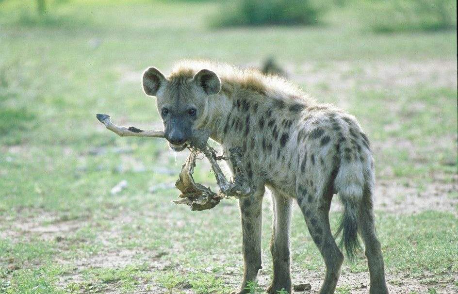 非洲黑人养鬣狗当宠物,大老黑果然是狠人!