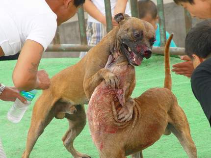 “双猫独狗,越过越有”养两只狗的禁忌?为什么不能养两只狗?